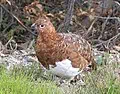 Willow ptarmigan for Alaska