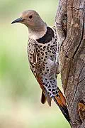 Yellowhammer (Northern flicker) for Alabama