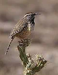 Cactus wren for Arizona