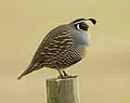 California quail for California