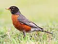 American robin for Connecticut
