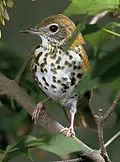 Wood thrush for District of Columbia
