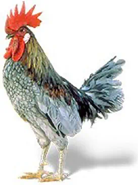 Delaware Blue Hen for Delaware