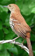 Brown thrasher for Georgia