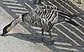 Hawaiian goose for Hawaii