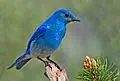 Mountain bluebird for Idaho