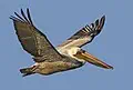 Brown pelican for Louisiana