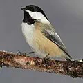 Black-capped chickadee for Massachusetts