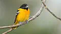Baltimore oriole for Maryland