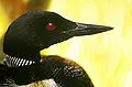 Common loon for Minnesota