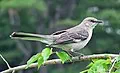 Northern mockingbird for Mississippi