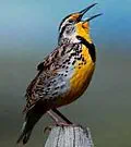 Western meadowlark for Montana