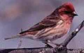 Purple finch for New Hampshire