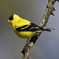 Eastern goldfinch (American goldfinch) for New Jersey