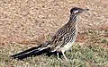 Greater roadrunner for New Mexico