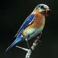 Eastern bluebird for New York