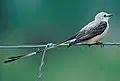 Scissor-tailed flycatcher for Oklahoma