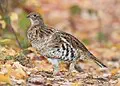 Ruffed Grouse for Pennsylvania