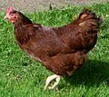 Rhode Island Red for Rhode Island