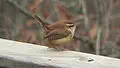 Carolina wren for South Carolina