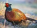 Ring-necked pheasant for South Dakota
