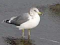 California gull for Utah