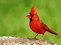 Northern cardinal for Virginia