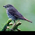 Hermit thrush for Vermont